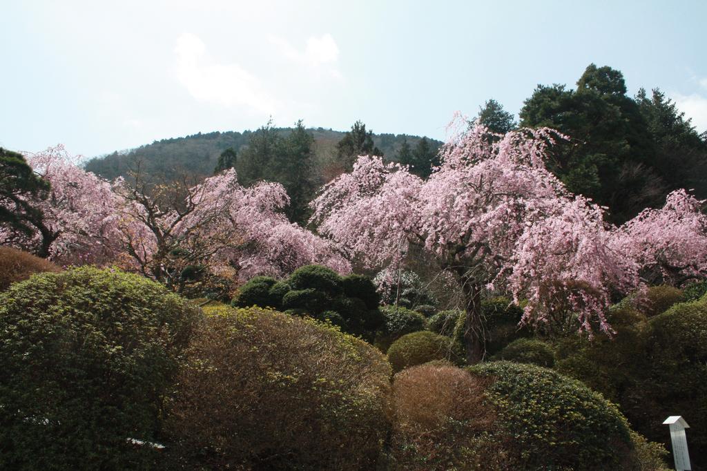 Hakone Kowakien Miyamafurin Hotell Exteriör bild